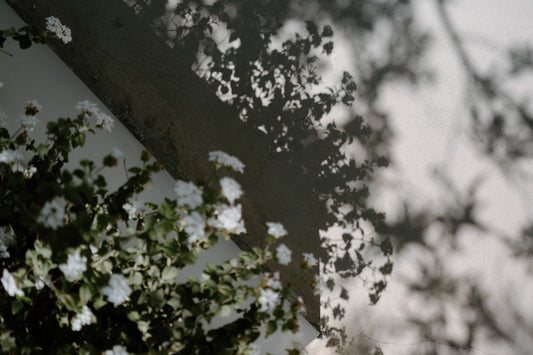 Glimmers through